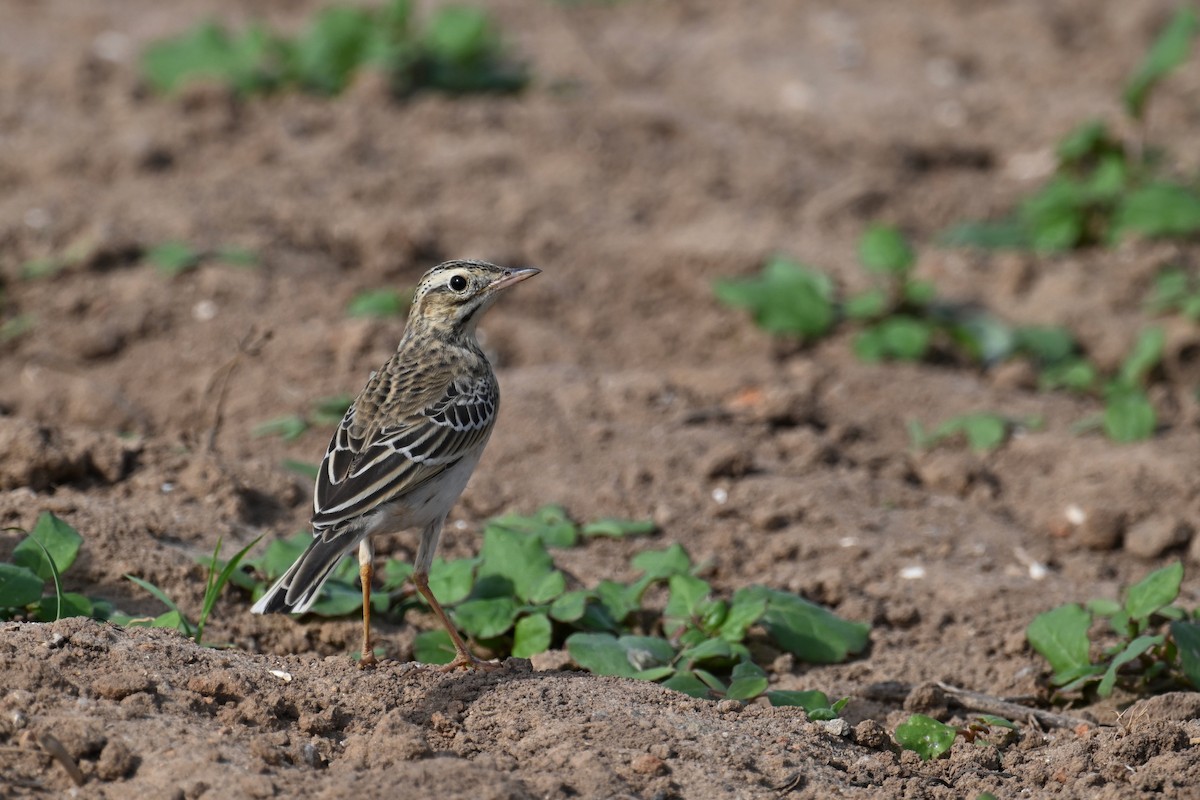 Richard's Pipit - ML625354328