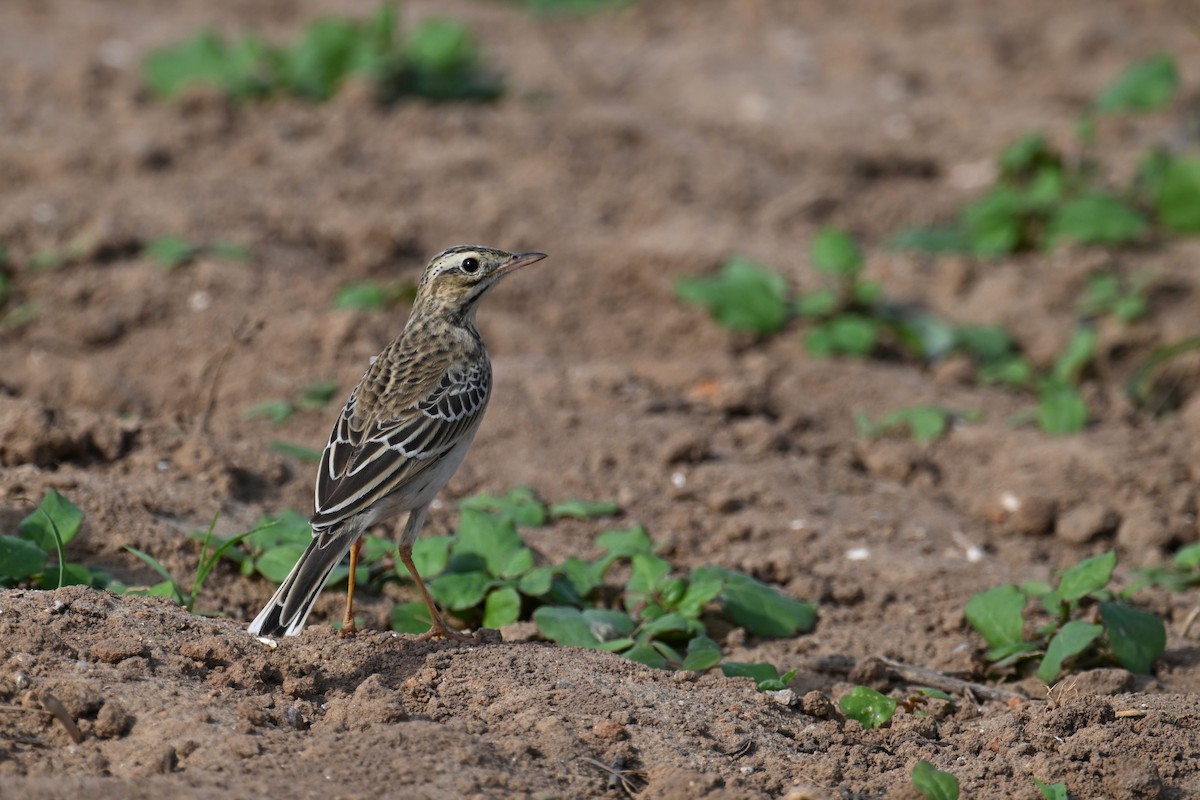 Richard's Pipit - Ting-Wei (廷維) HUNG (洪)