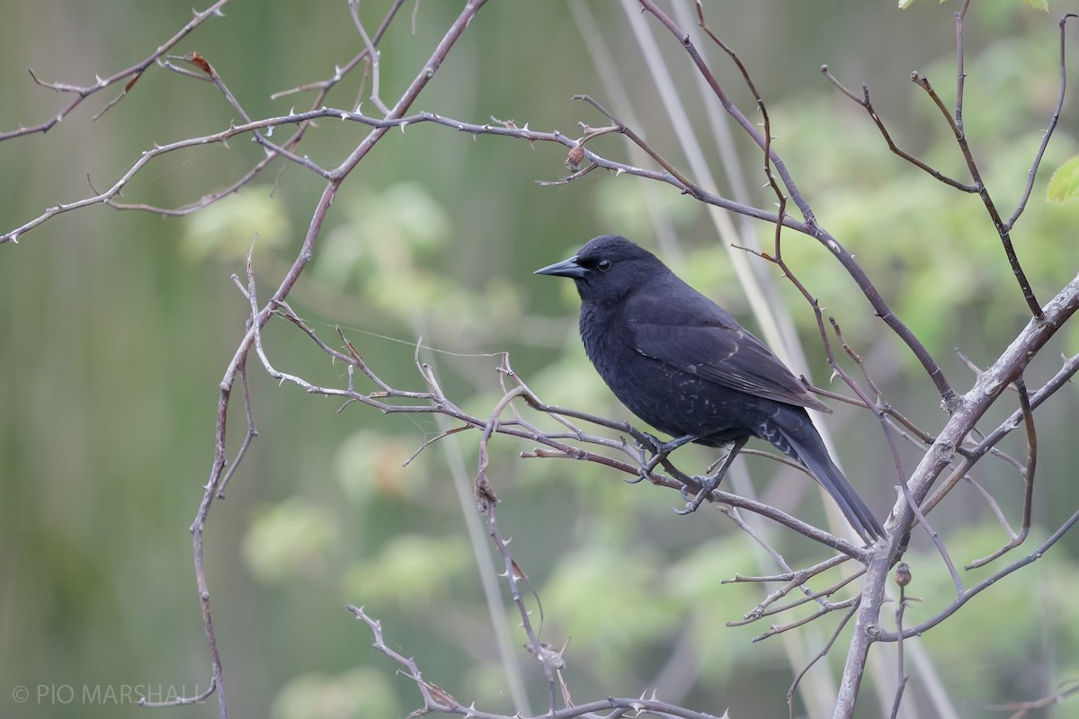 Yellow-winged Blackbird - ML625354341