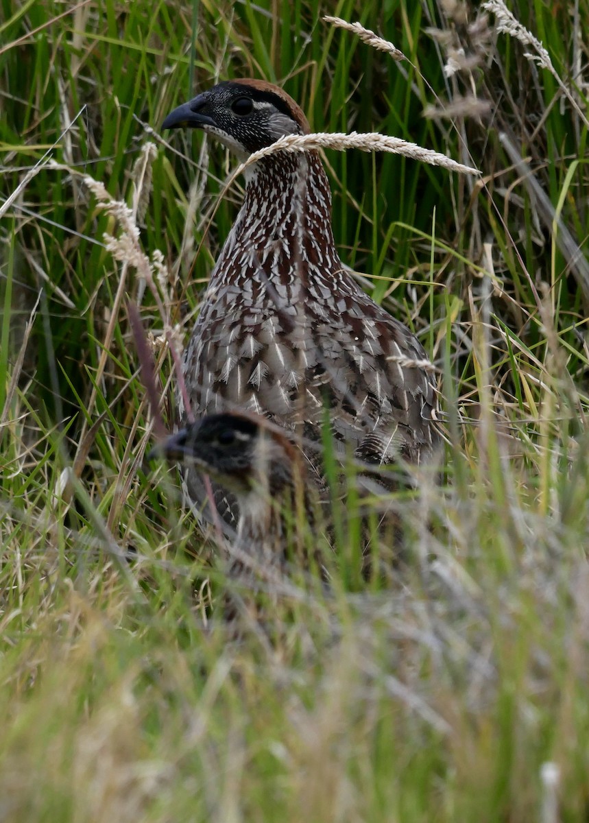 Erckel's Spurfowl - ML625354505