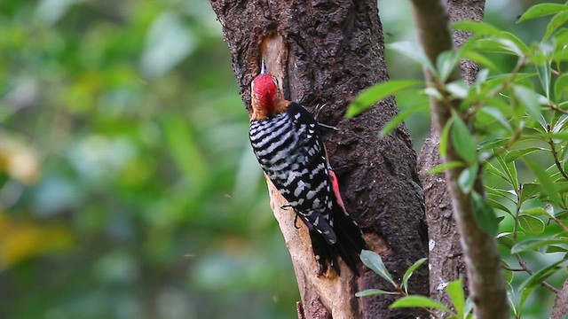 Бор хэвлийт тоншуул - ML625354713