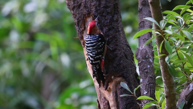 Бор хэвлийт тоншуул - ML625354716