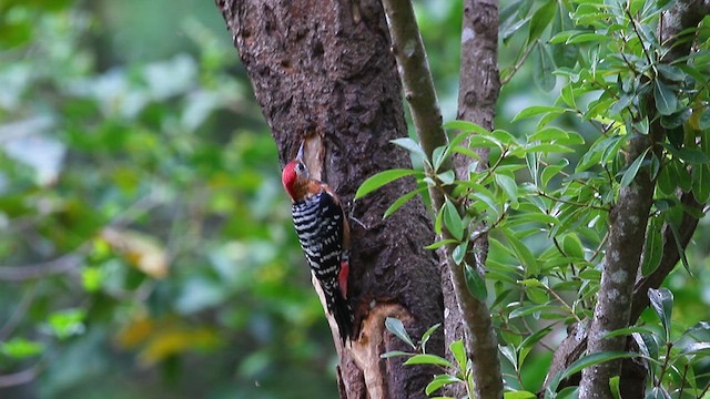 Бор хэвлийт тоншуул - ML625354717