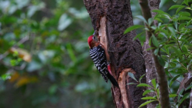 Бор хэвлийт тоншуул - ML625354800