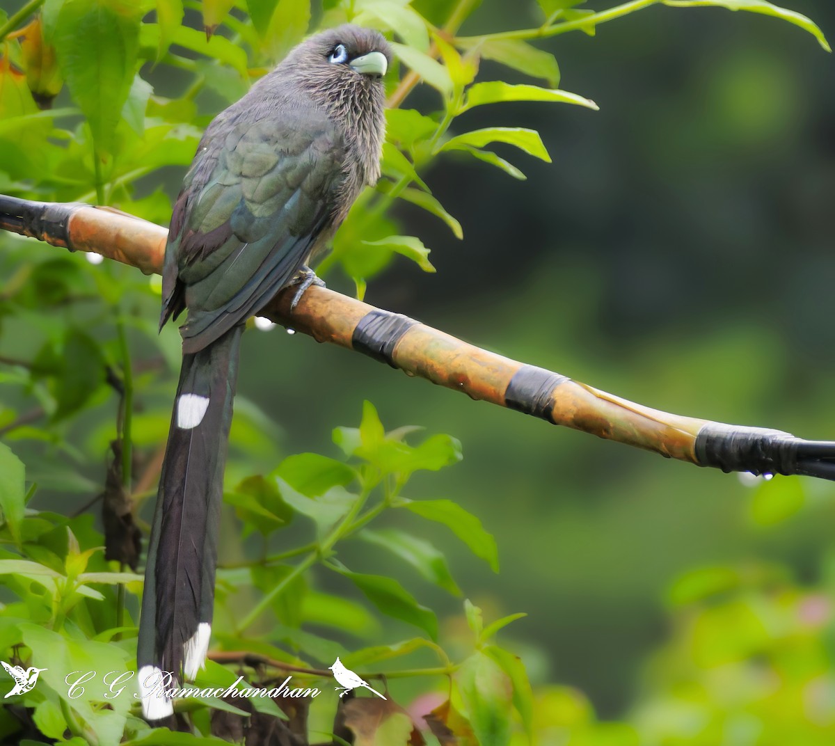 Blue-faced Malkoha - ML625354891