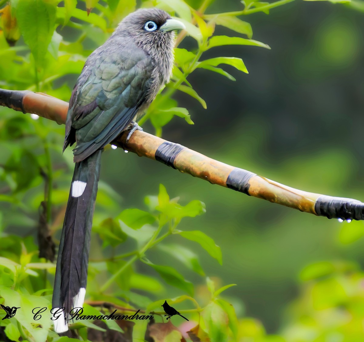 Blue-faced Malkoha - ML625354892