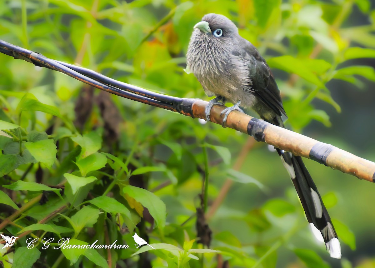 Blue-faced Malkoha - C G  Ramachandran