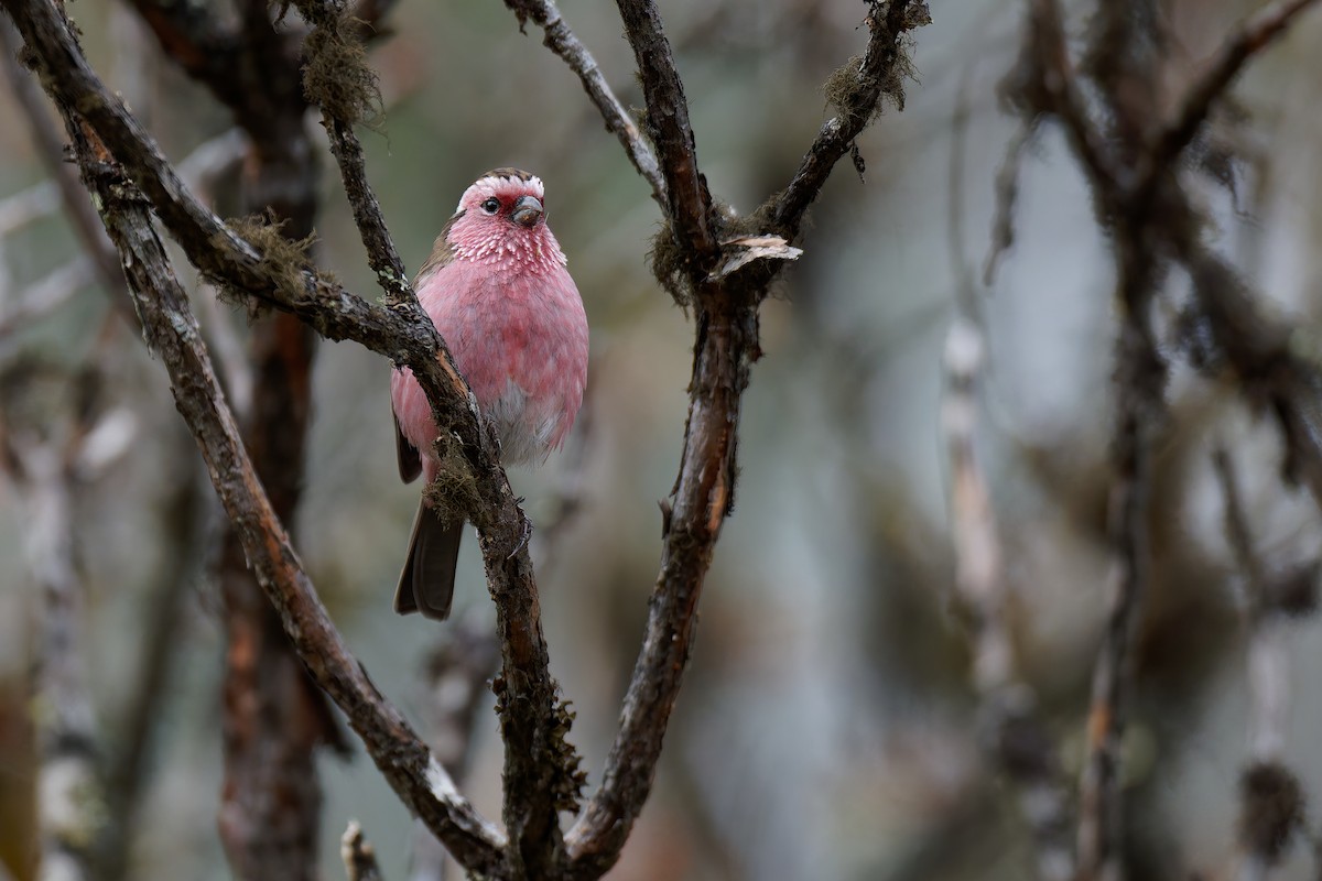 Chinese White-browed Rosefinch - ML625355022