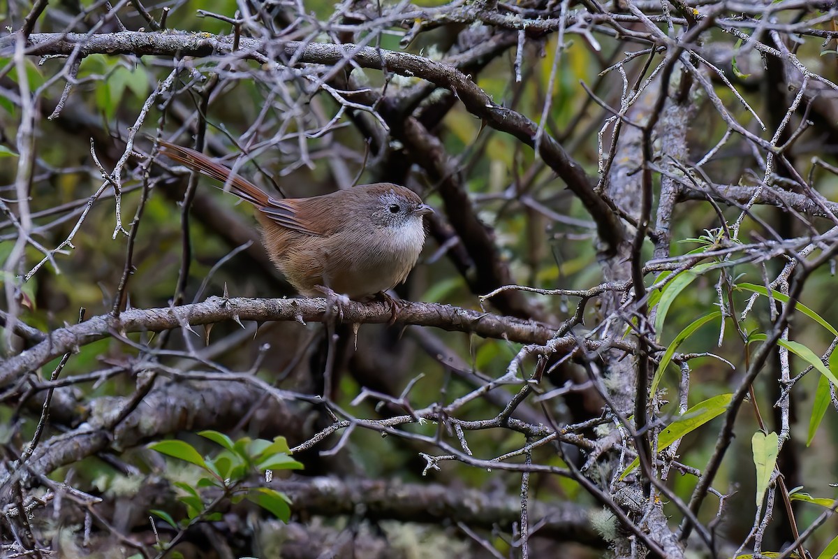 Rufous-tailed Babbler - ML625355071