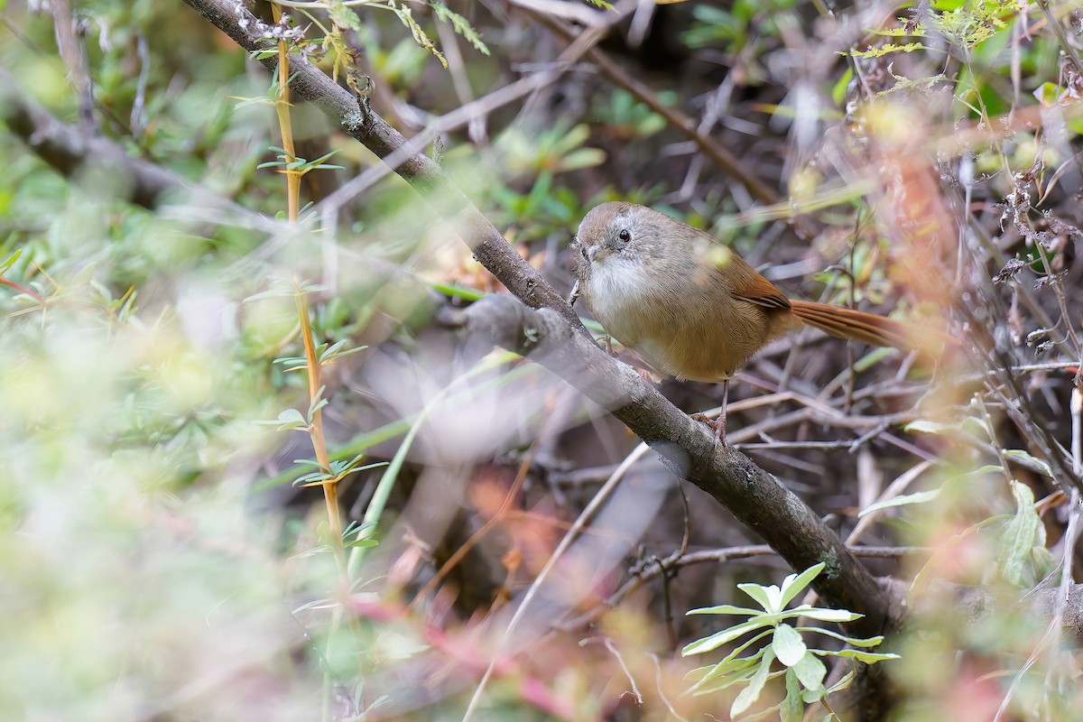 Rufous-tailed Babbler - Vincent Wang