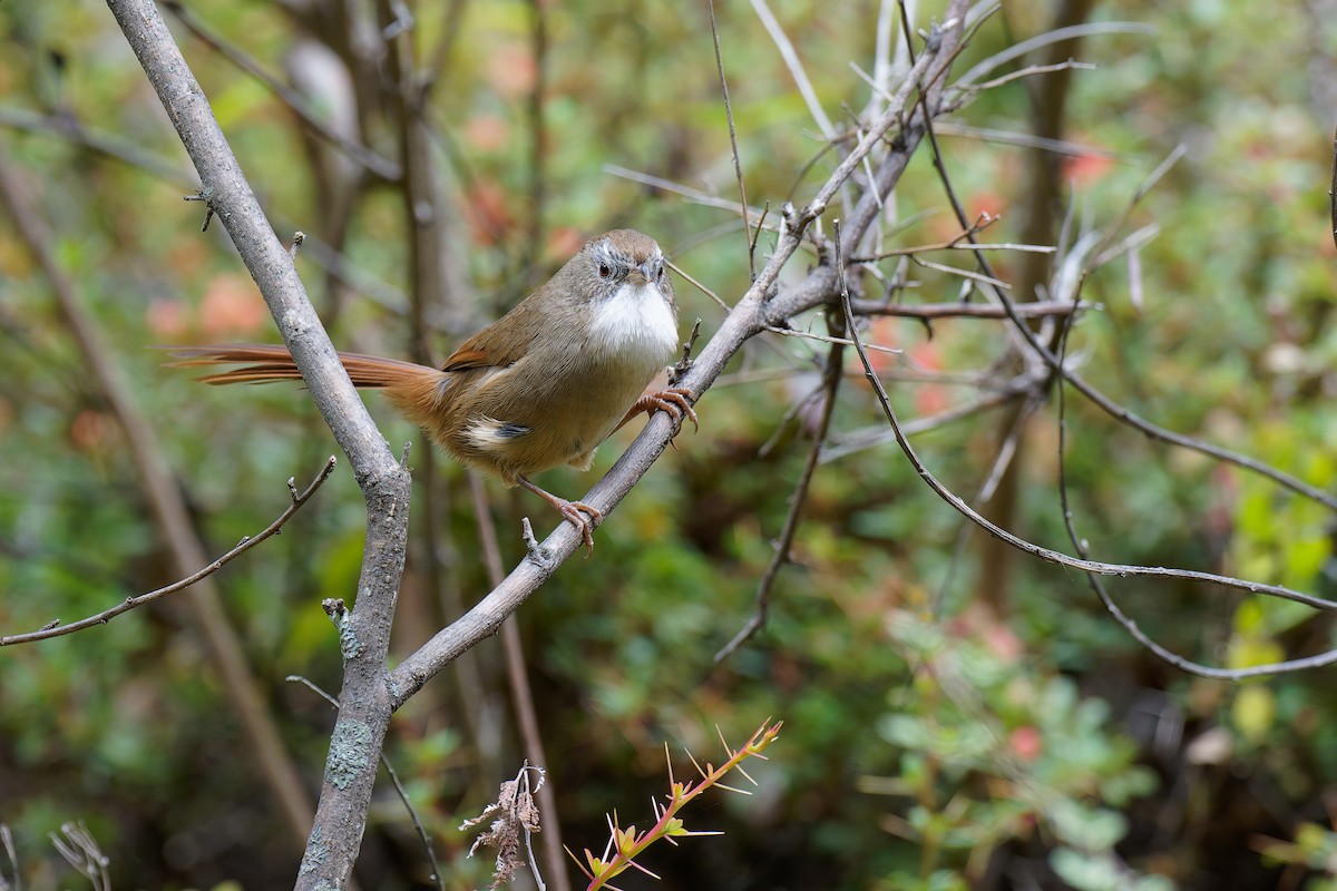 Rufous-tailed Babbler - Vincent Wang