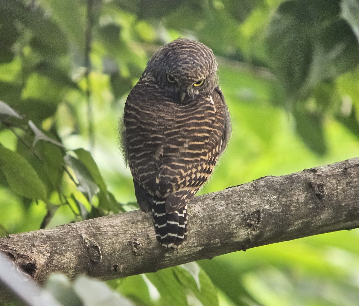 Asian Barred Owlet - ML625355121