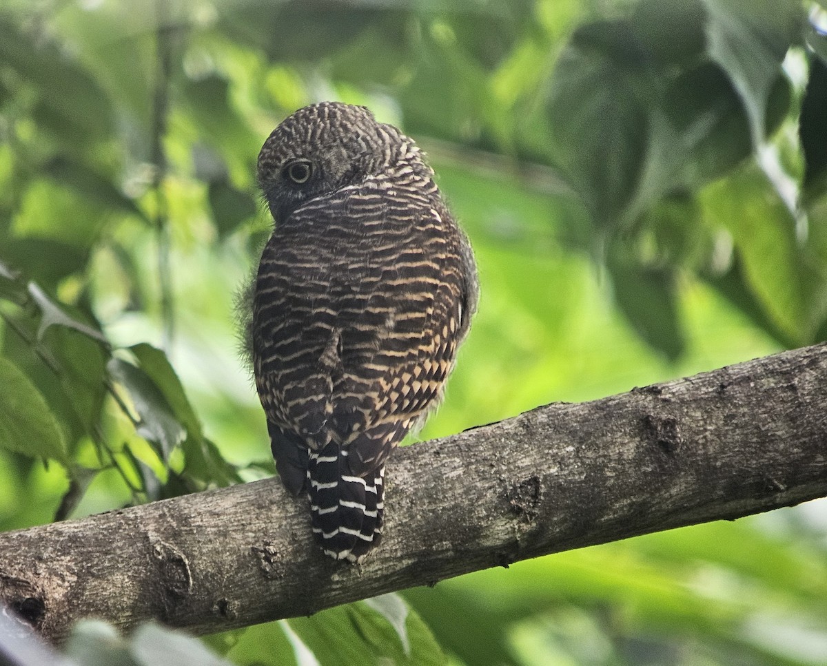 Asian Barred Owlet - ML625355122