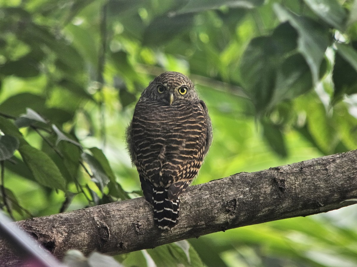 Asian Barred Owlet - ML625355123