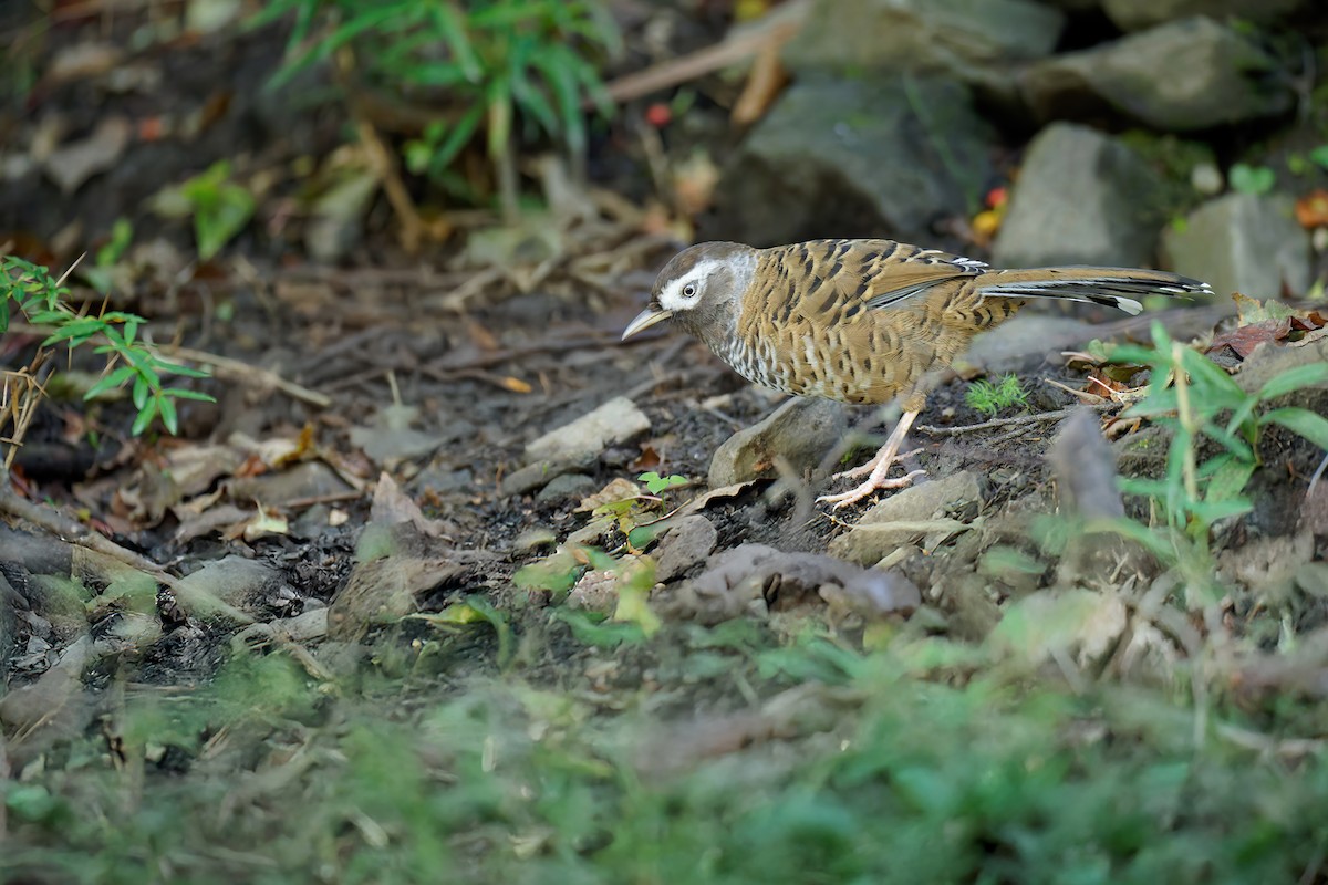 Barred Laughingthrush - ML625355124