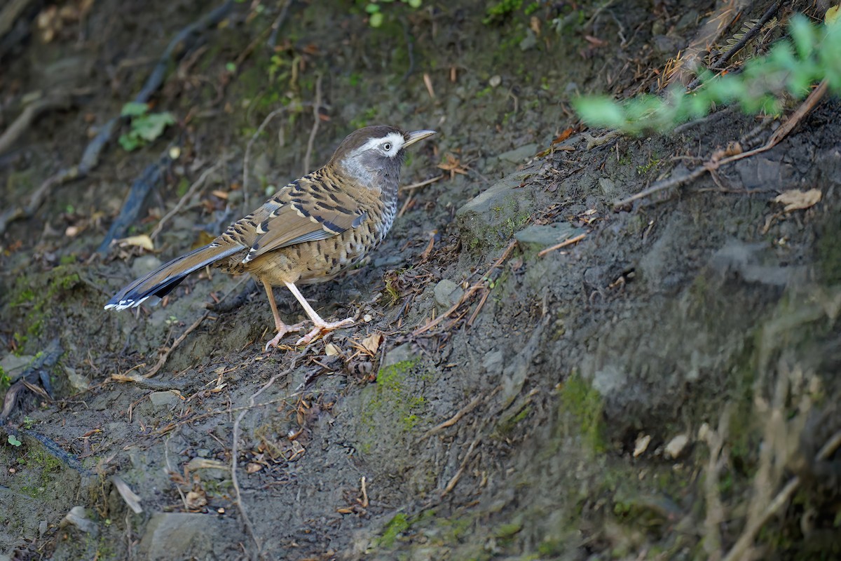 Barred Laughingthrush - ML625355125