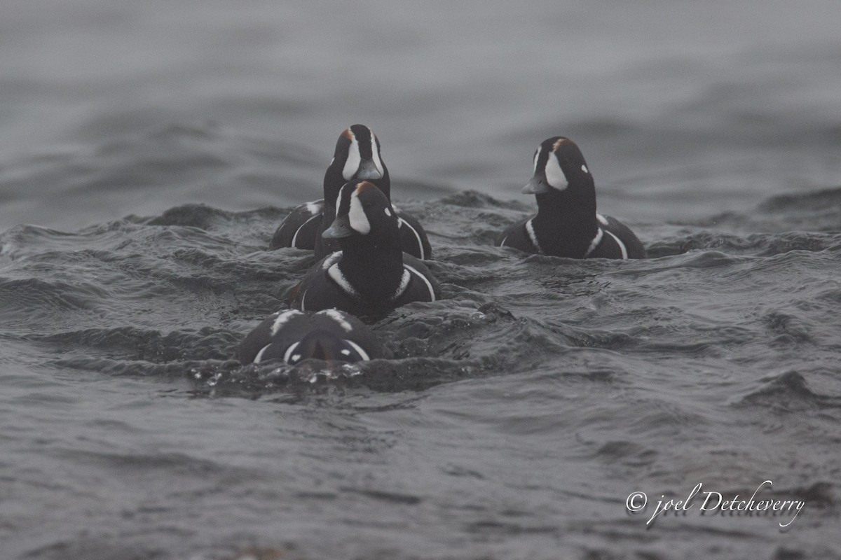 Harlequin Duck - ML625355132