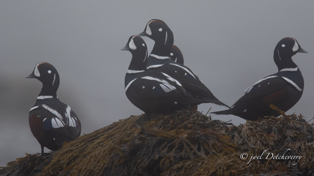 Harlequin Duck - ML625355133