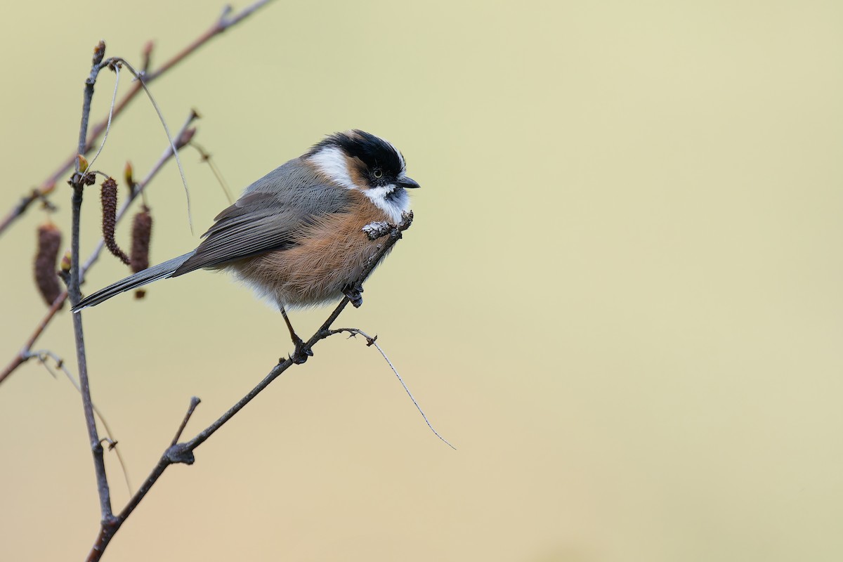 Black-browed Tit (Black-browed) - ML625355143
