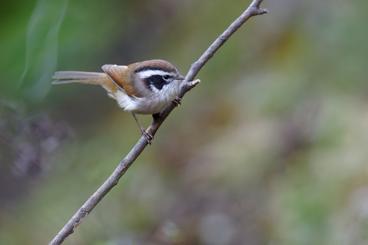 White-browed Fulvetta (Chinese) - ML625355144