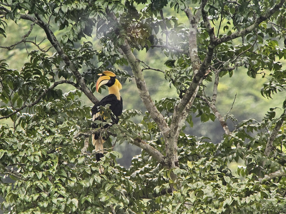 Great Hornbill - ML625355159