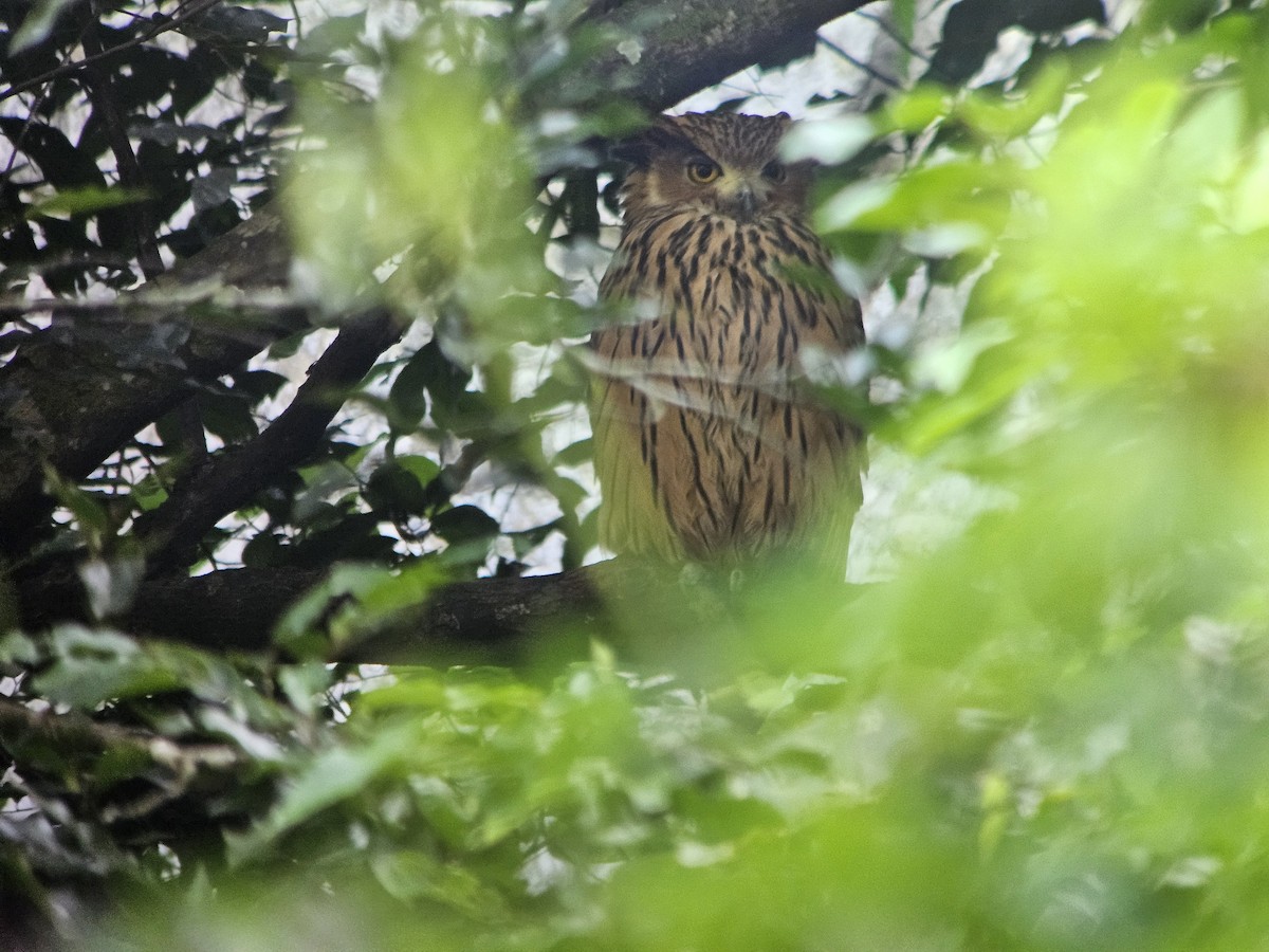 Tawny Fish-Owl - ML625355227