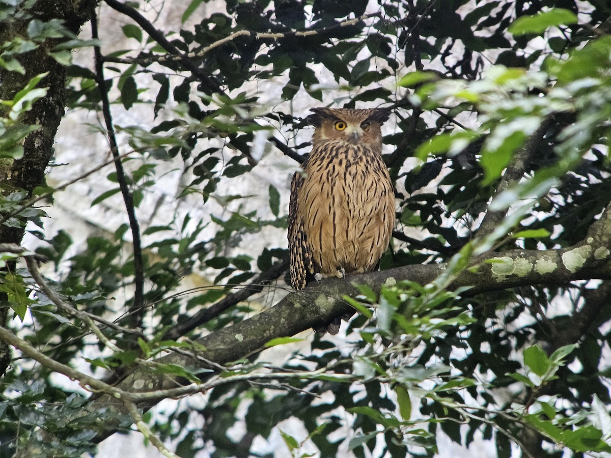 Tawny Fish-Owl - ML625355228