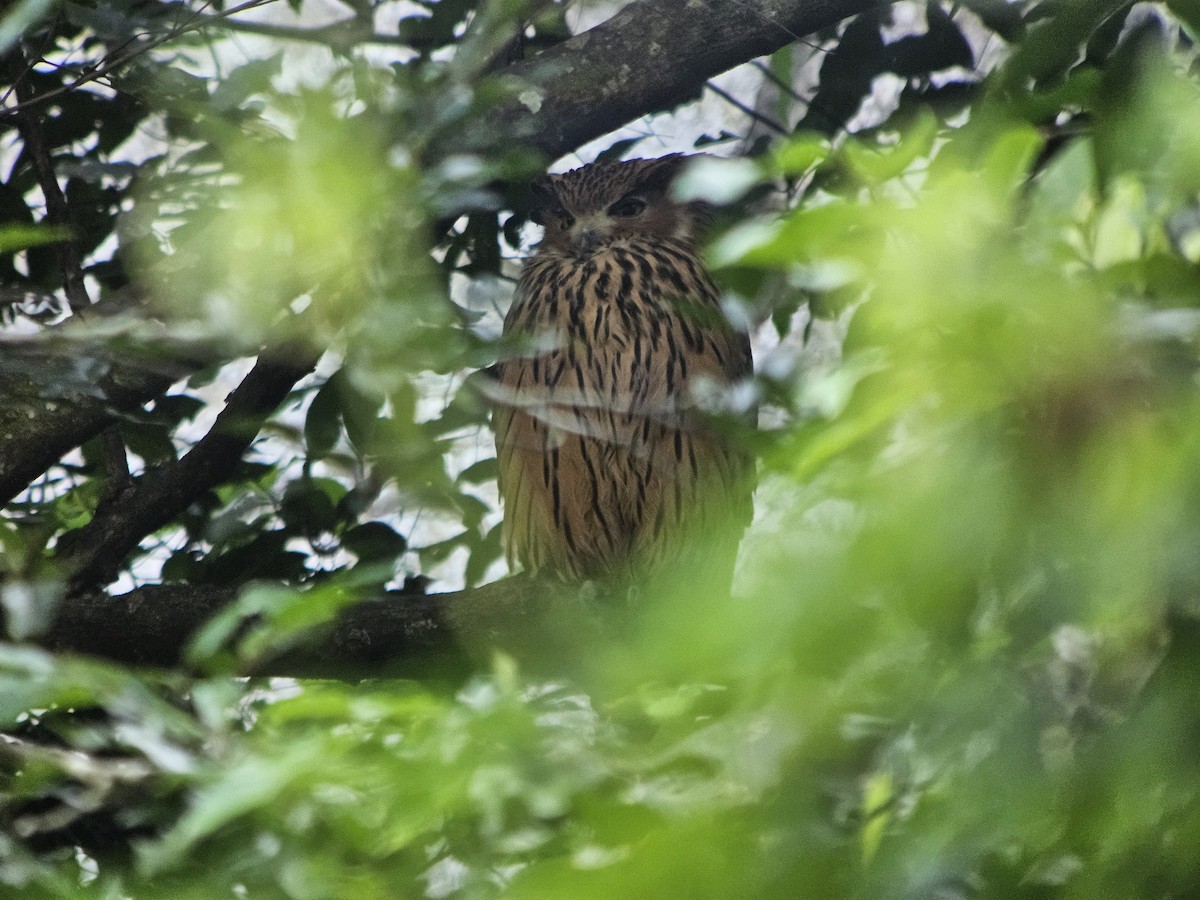 Tawny Fish-Owl - ML625355229