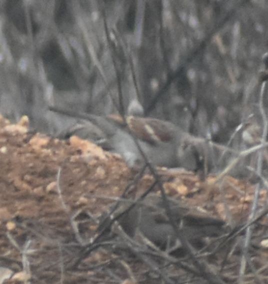Moineau domestique - ML625355311