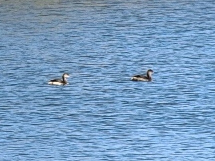 Pied-billed Grebe - ML625355342