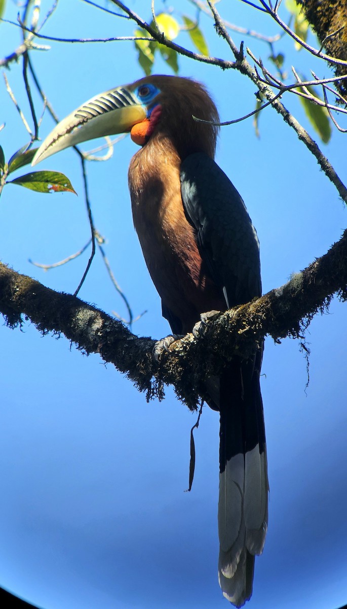 Rufous-necked Hornbill - ML625355352