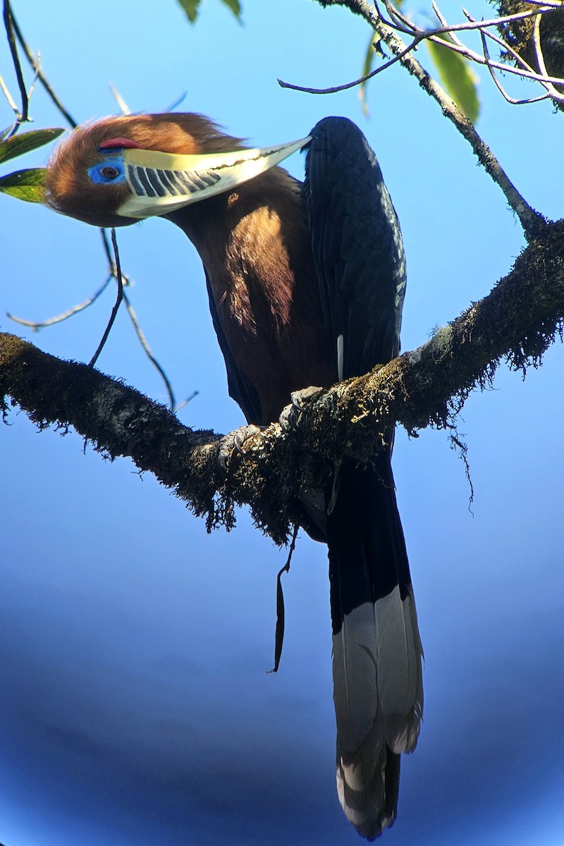 Rufous-necked Hornbill - ML625355353