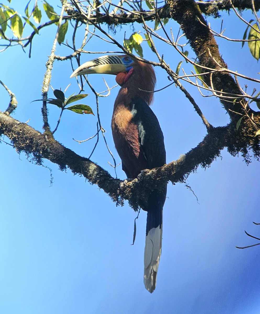 Rufous-necked Hornbill - ML625355354