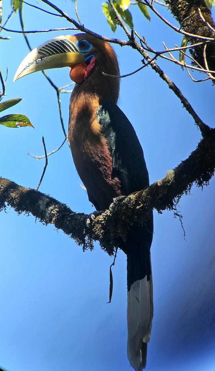 Rufous-necked Hornbill - ML625355355