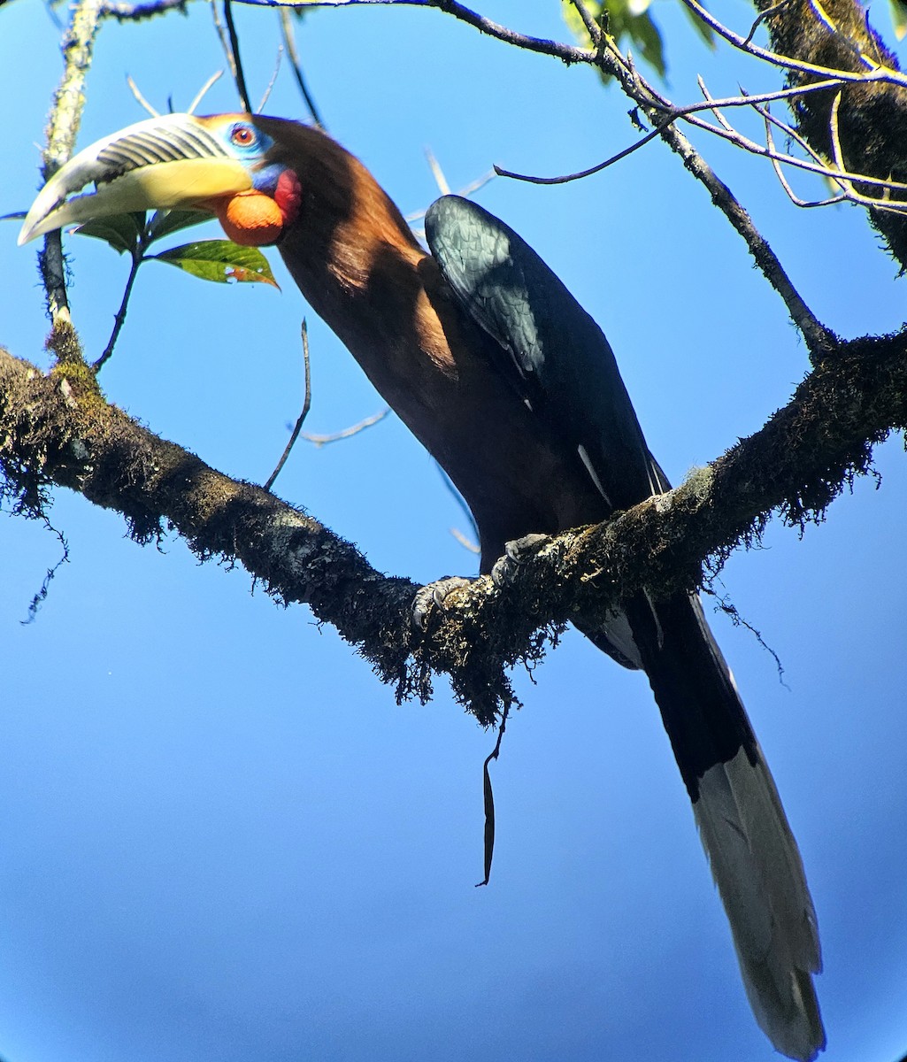 Rufous-necked Hornbill - ML625355356