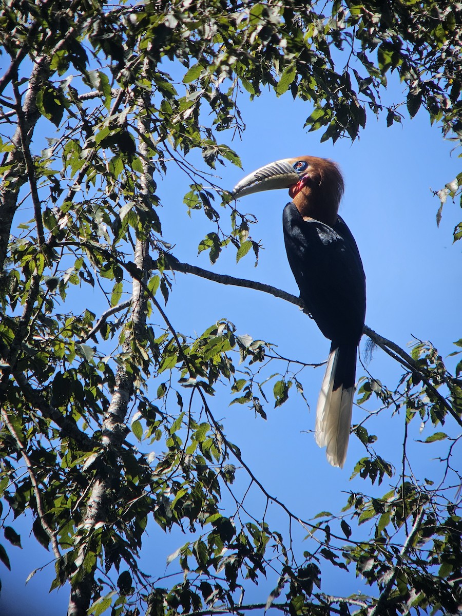 Rufous-necked Hornbill - ML625355357