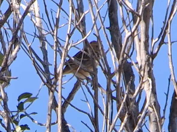 Harris's Sparrow - ML625355364