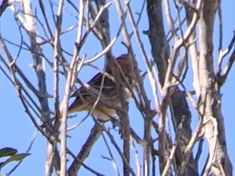 Harris's Sparrow - ML625355365