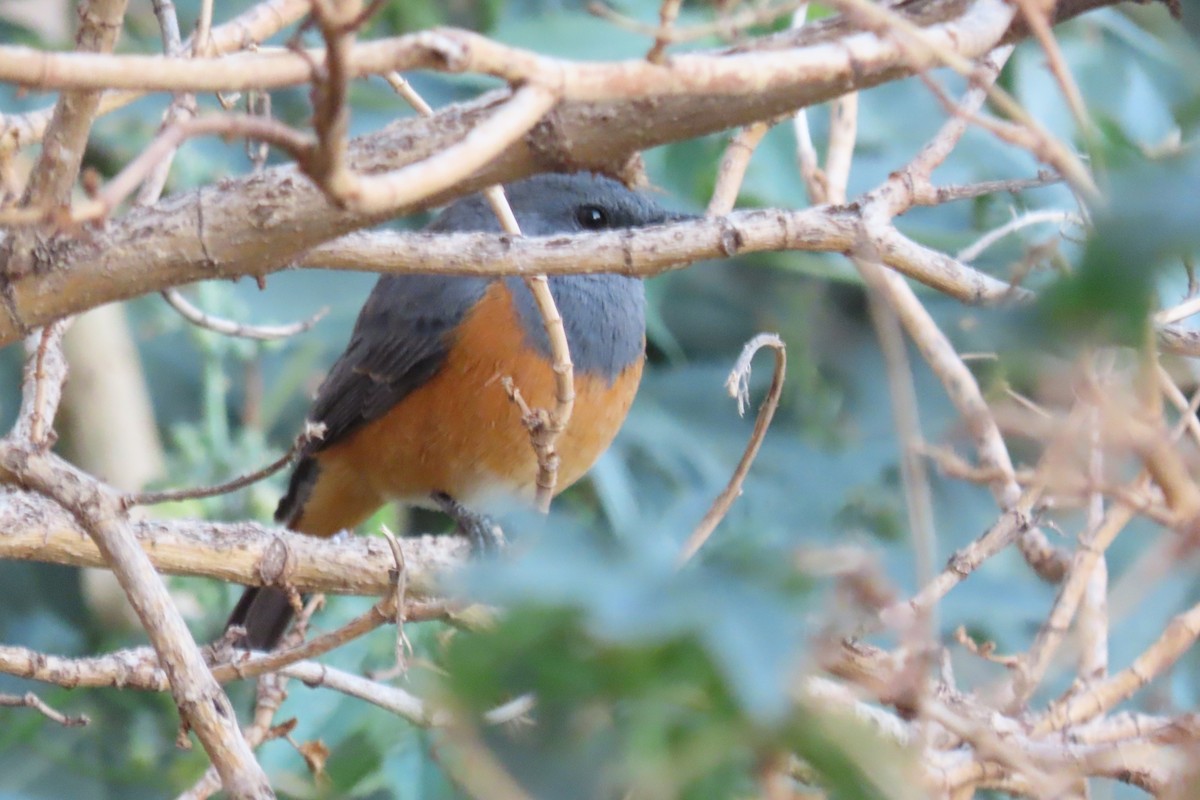 Little Rock-Thrush - ML625355375