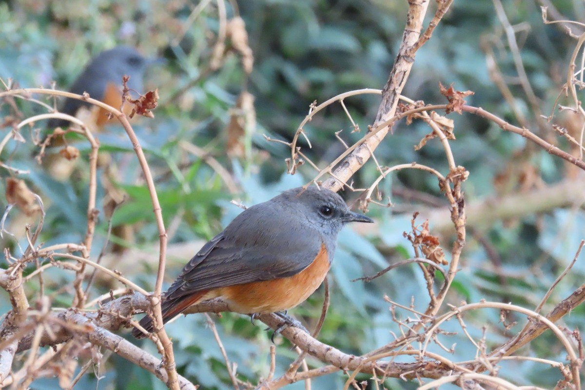 Little Rock-Thrush - ML625355376