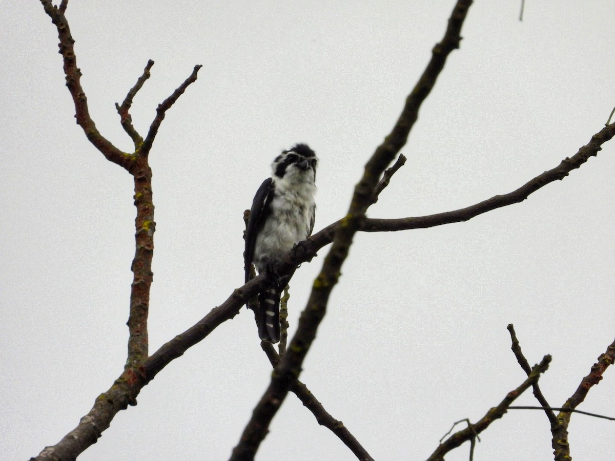 Pied Falconet - ML625355390