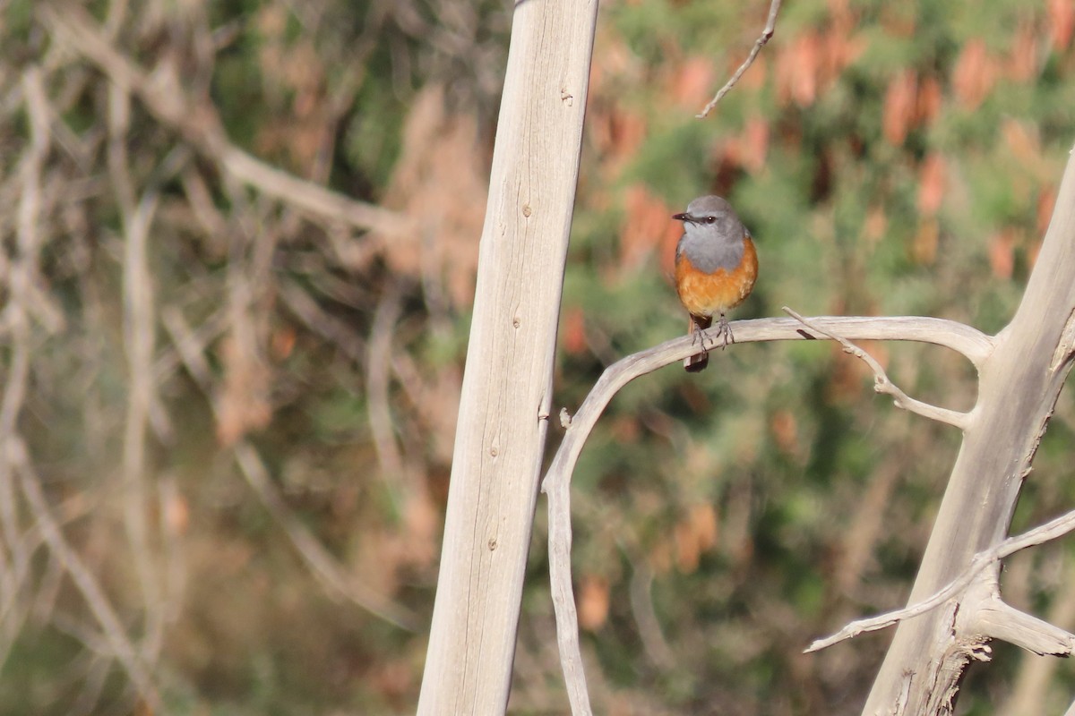 Little Rock-Thrush - ML625355403