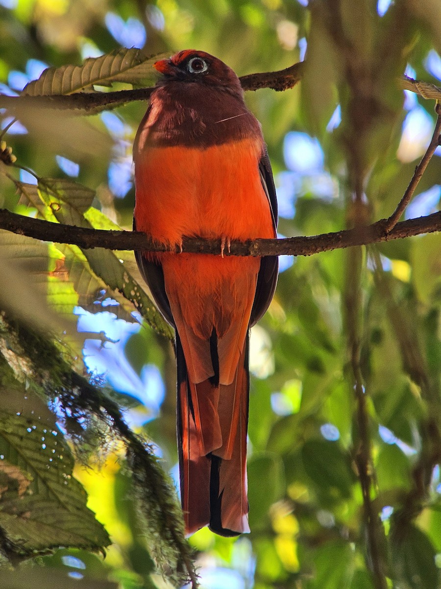 Ward's Trogon - ML625355475