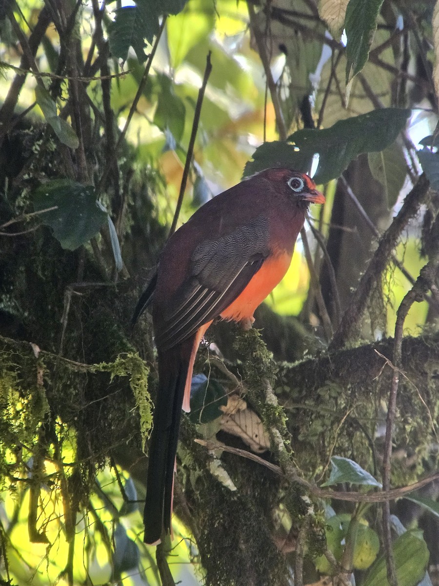 Ward's Trogon - ML625355476