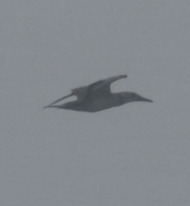 Northern Gannet - ML625355481