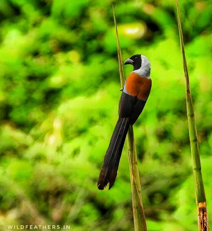 Collared Treepie - ML625355524