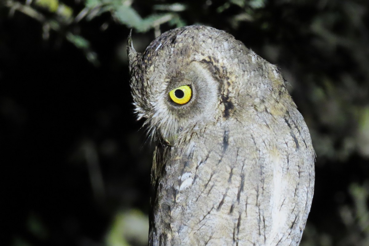 Arabian Scops-Owl - ML625355542