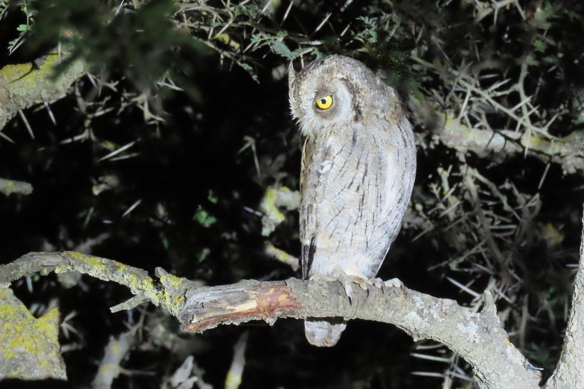 Arabian Scops-Owl - ML625355543