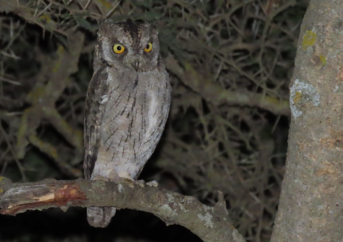 Arabian Scops-Owl - ML625355544