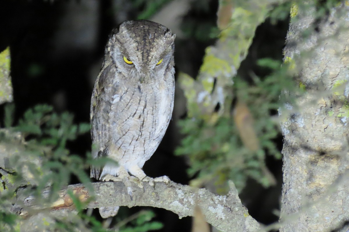 Arabian Scops-Owl - ML625355545